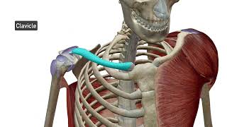 Pectoral Girdle Upper Extremity [upl. by Tildi]