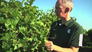 Controlling Grape Phylloxera with Rufus Isaacs [upl. by Noired]