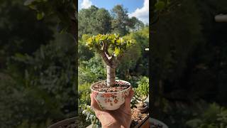 Suculenta Crassula ovata  Jade Bonsai [upl. by Freeland117]