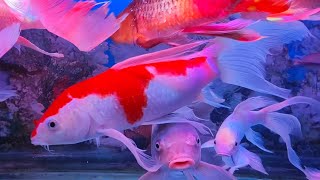 RELAXING WATER SOUND  THE BEAUTIFUL OF FISH IN THE AQUARIUM COLOUR FISH [upl. by Adlay]