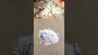 Chicken Mites and Lice Treatment  Control External Parasites of Poultry Birds  Dr ARSHAD [upl. by Mure]