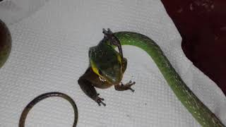 Serpiente Latigo Verde Chironius Exoletus Comiendo Rana [upl. by Manas]