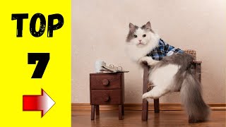 Top 7 Katzenrassen für die Wohnung [upl. by Enelear]