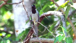 Blackfaced Tanager in Salto do Ceu [upl. by Drofyar]