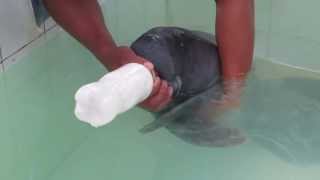 Baby Manatee Feeding [upl. by Schatz253]