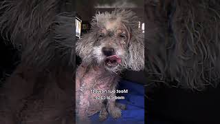 Deadliest pet disease sarcoptic mange [upl. by Gabi]