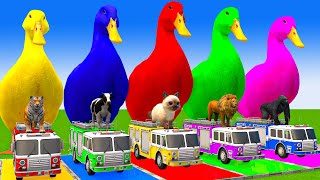 5 Giant Duck CartoonCowElephantTigerLionGorilla Paint Wild Animals Crossing Fountain Animation [upl. by Ahtaga302]