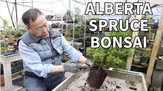 Turning an ordinary Alberta Spruce into a beautiful bonsai Full explanation [upl. by Henke498]