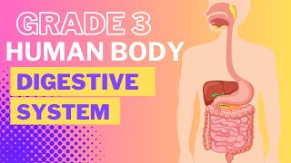 Digestive System [upl. by Hpotsirhc]