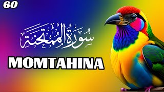 Surah Momtahina Complete sorat  Yasin Yaseen Tilawat  New Full nature video by Shaikh Sheikh 4K [upl. by Akirahs]