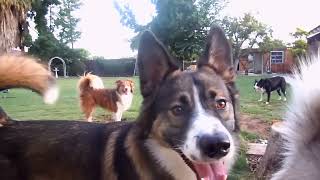 Hotel for Dogs 1010 Movie CLIP  Dog Catapult 2009 HD [upl. by Gemma463]