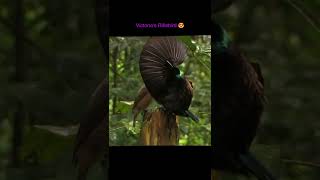 Victorias Riflebird [upl. by Hcra]