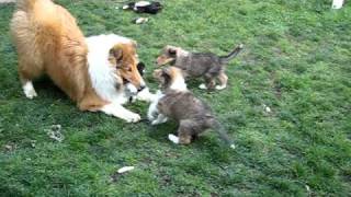 Rough Collie Puppies [upl. by Attenwad37]