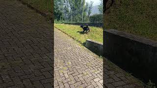 Cão a ladrar 🤣🤣 animais cao cachorro pets cachorros dog animals risos ladrar rossa show [upl. by Reinhart]