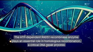 ADPbound RAD51 adopts a doublefilament structure during homologous recombination [upl. by Aihsas]