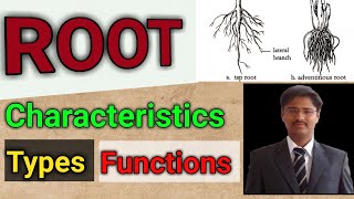 Root Characteristics Types amp Functions [upl. by William]