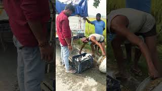 fishingvideo fishing fishingfood seafood bigfish fish fishcutting villagefish fishseafood [upl. by Arakahs103]