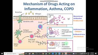 Mechanism of Respiratory Drug Action AntitussiveBranchodilatorsAsthmaCOPDExpectorants pharmacy [upl. by Geehan474]