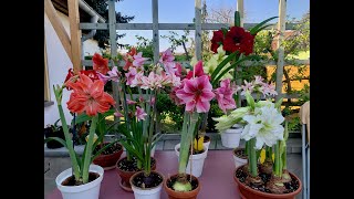 Amaryllis in bloom Hippeastrum tour [upl. by Alodee]