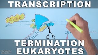 Transcription Termination in Eukaryotes [upl. by Nerok889]