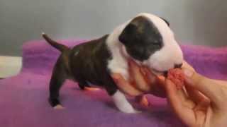 Bull terrier puppy 18 day raw food [upl. by Aurelia]