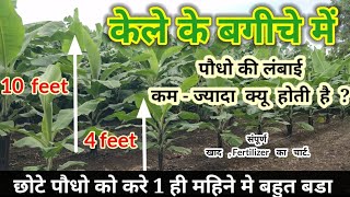 G9 Banana Farming केले के छोटे छोटे पौधो को जल्दी से जल्दी बडा करने का तरिकाFertilizer dose चार्ट [upl. by Borg614]