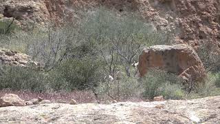 Big Horn Sheep at Aravaipa Canyon AZ  Mark Storto Nature Clips [upl. by Ronaele]