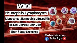 White Blood Cells  Neutrophils  Lymphocytes  Monocytes  Eosinophils  Basophils  IG  MLT [upl. by Ruhnke]