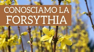 Conosciamo la Forsythia [upl. by Conlee584]