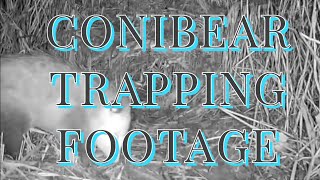 Conibear Trapping Footage  RBG Traps  20222023 Season [upl. by Jeaz]