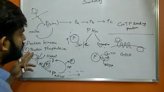 Molecular Switching  Protein kinase  Protein phosphatase  GTP binding protein [upl. by Barbabas]