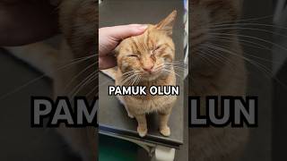 MİNNOŞUMUN PANSUMAN ZAMANI🫠 KUZUM NASIL DA DURUYOR PAMUK GİBİ OLUYORUM kedilerindünyası cat kedim [upl. by Jaan666]