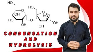 condensation and hydrolysis class 11  condensation and hydrolysis in hindi  biochemistry [upl. by Nomihs]