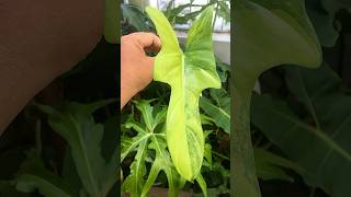 This top cut of Philodendron Violin Variegated looks beautiful pattern of variegation aroid [upl. by Kam]