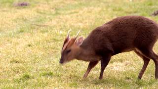 Woodland Wildlife of Britain Muntjac Deer Reevess Muntjac Muntiacus reevesi [upl. by Thaxter]