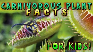 Carnivorous Plant Facts for Kids [upl. by Eellehs]