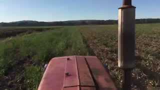 Windrowing onions in Orange County New York State on 91515 [upl. by Eveneg]