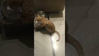 Kitten ASMR Eating Dry Food 🤒 cutefunny shorts youtubeshorts catlover indiancat petkitten [upl. by Ahsenot]