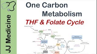 One Carbon Metabolism  Tetrahydrofolate and the Folate Cycle [upl. by Arytas]