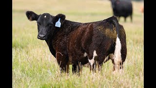 Reimann Pasture Sale 2024  Tag 67 [upl. by Lytle]