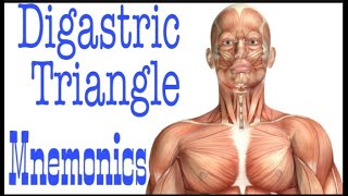 Digastric Triangle of Neck MNEMONICS  Anterior Triangle [upl. by Lottie]