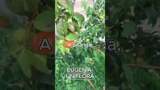 EUGENIA UNIFLORA AKA PITANGA [upl. by Aillimac]