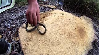 Yellow Faced Whip Snake [upl. by Amathist828]