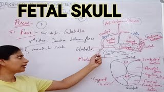 Fetal skull  Sutures  Fontanelles [upl. by Odnaloy]