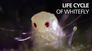 Life cycle of whitefly [upl. by Jarlen]