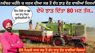 High yield wheat varieties  ਪਿਛਲੇ ਸਾਲ ਕਣਕ ਦੀਆ ਇਹਨਾਂ ਕਿਸਮਾਂ ਨੇ ਦਿੱਤਾ ਰਿਕਾਰਡ ਤੋੜ ਝਾੜ [upl. by Brynne843]