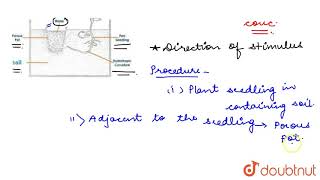 Design an experiment to demonstrate hydrotropism  10  CONTROL AND COORDINATION  biology [upl. by Mikahs]