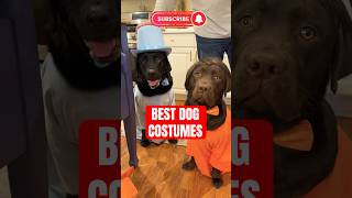 These Are The Best Dog Costumes [upl. by Ganley]