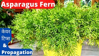 How To Grow Asparagus Fern Plant  Care And Propagation Tips [upl. by Lidah989]