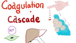 The Coagulation Cascade  Intrinsic amp Extrinsic Most COMPREHENSIVE Explanation  Hematology [upl. by Rinna]